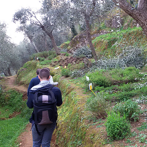 Passeggiata-tra-gli-ulivi